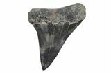 Fossil Broad-Toothed Mako Tooth - South Carolina #214520-1